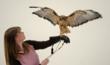 Live Yellowstone raptors at Wyoming's Buffalo Bill Historical...